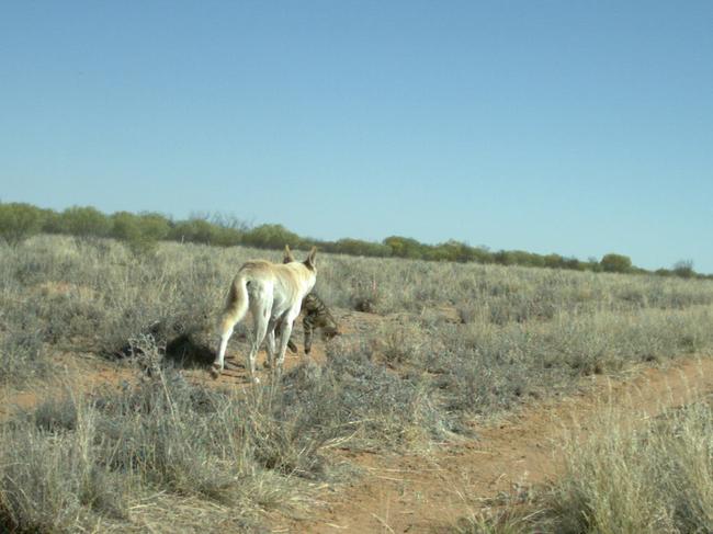 Dingo with feral cat in mouth. Picture: Sarah Legge of the Australian Wildlife Conservancy