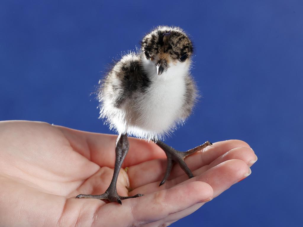 Baby plover orphan. Picture: Liam Kidston