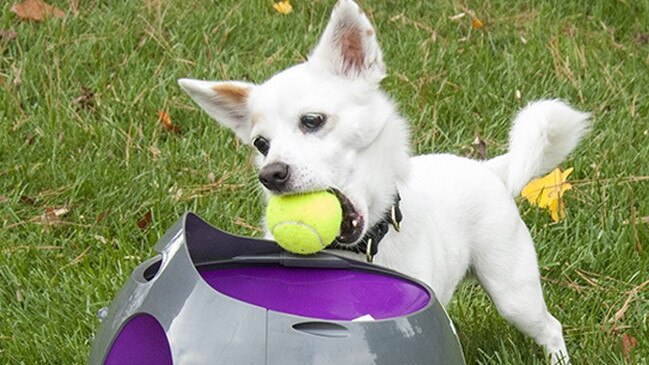 PetSafe Automatic Fetch Machine Ball Launcher available at Petbarn and eBay.