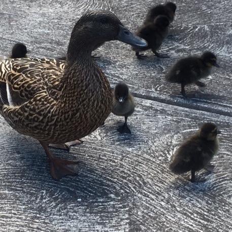 Ducks visit Windermere Bay resident Linda Coombes's property.