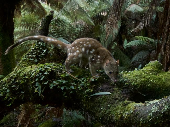 It was no easy task snapping this spotted-tailed quoll. Picture: Wildlife Photographer of the Year/David Gallan