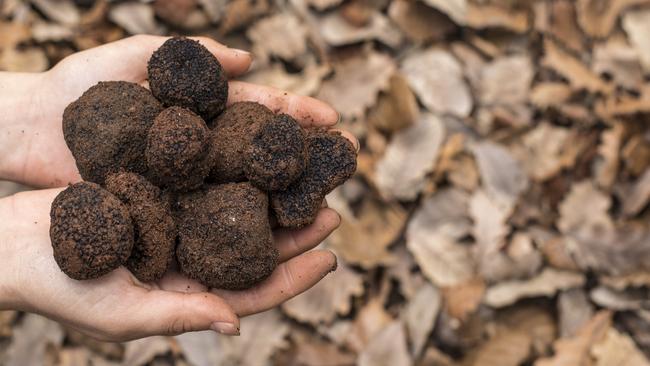 Truffles are on the menu at Midnight Hotel, Canberra.