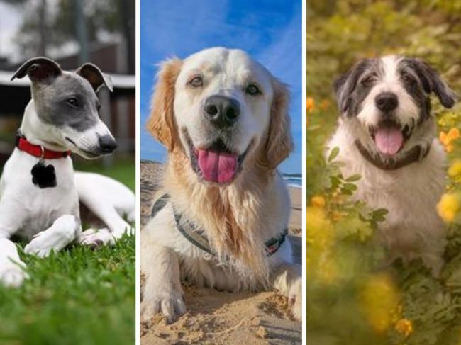 Cutest dog in St George and Sutherland Shire competition