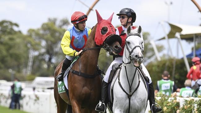 A more mature Lockdown Gamble resumes at Cowra on Sunday. Picture: Bradley Photos