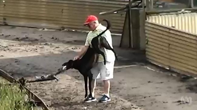 A trainer with his greyhound which has caught a live rabbit on a lure. Picture: ABC