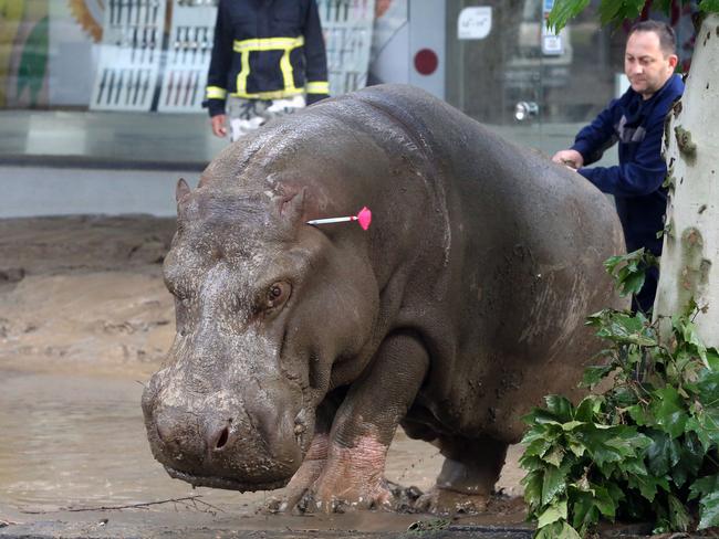 Rounding them up ... People follow a hippopotamus that has been shot with a tranquilliser dart after it escaped from a flooded zoo in Tbilisi, Georgia. Picture: AP