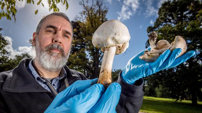 Fungi expert, Royal Botanic Gardens Senior Research Scientist/Mycology Dr Tom May inspects a toxic Yellow Stainer, which bears a striking resemblance to mushrooms found at the supermarket. Picture: Jake Nowakowski