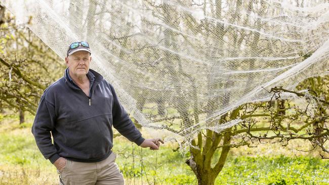 Severe wind damage on netting. Picture: Zoe Phillips