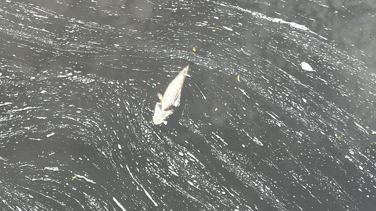 A dead fish seen in the Ross River after the severe weather event. Picture: Toni Gerrard/Facebook