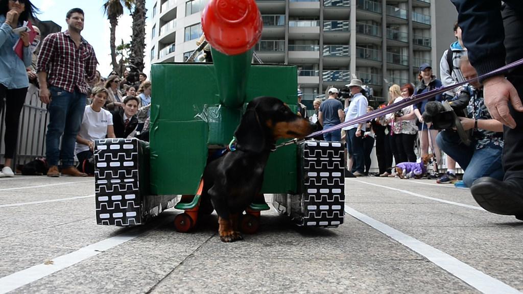 Second annual sausage dogs races in Melbourne | news.com.au â Australiaâs leading news site