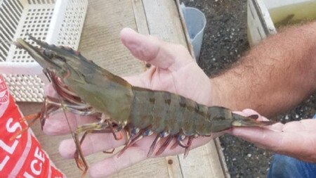 Tiger prawns are proving to be lucrative for Tassal. Picture: Supplied