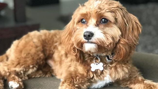 Willow the toy cavoodle, savagely killed by three large staffy-like dogs which had escaped a home in Harrington Park.