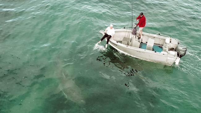 A young man dips his toes in the water as a massive shark swims by. Picture: Georgia Matts