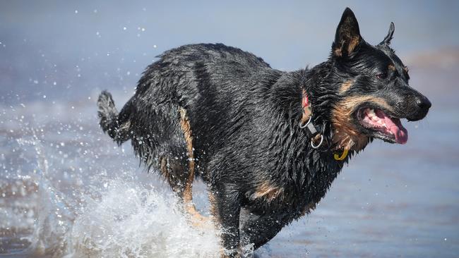 Gus a 3 year old cattle dog cools off at Nightcliff Beach as the humidity starts to rise Picture GLENN CAMPBELL