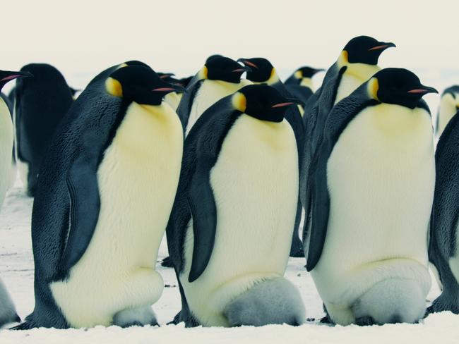 As chicks approach a month old, they become to big to be carried on their parents feet.