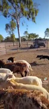 Three legged Nick in action after full recovery (QLD's best farm dogs)