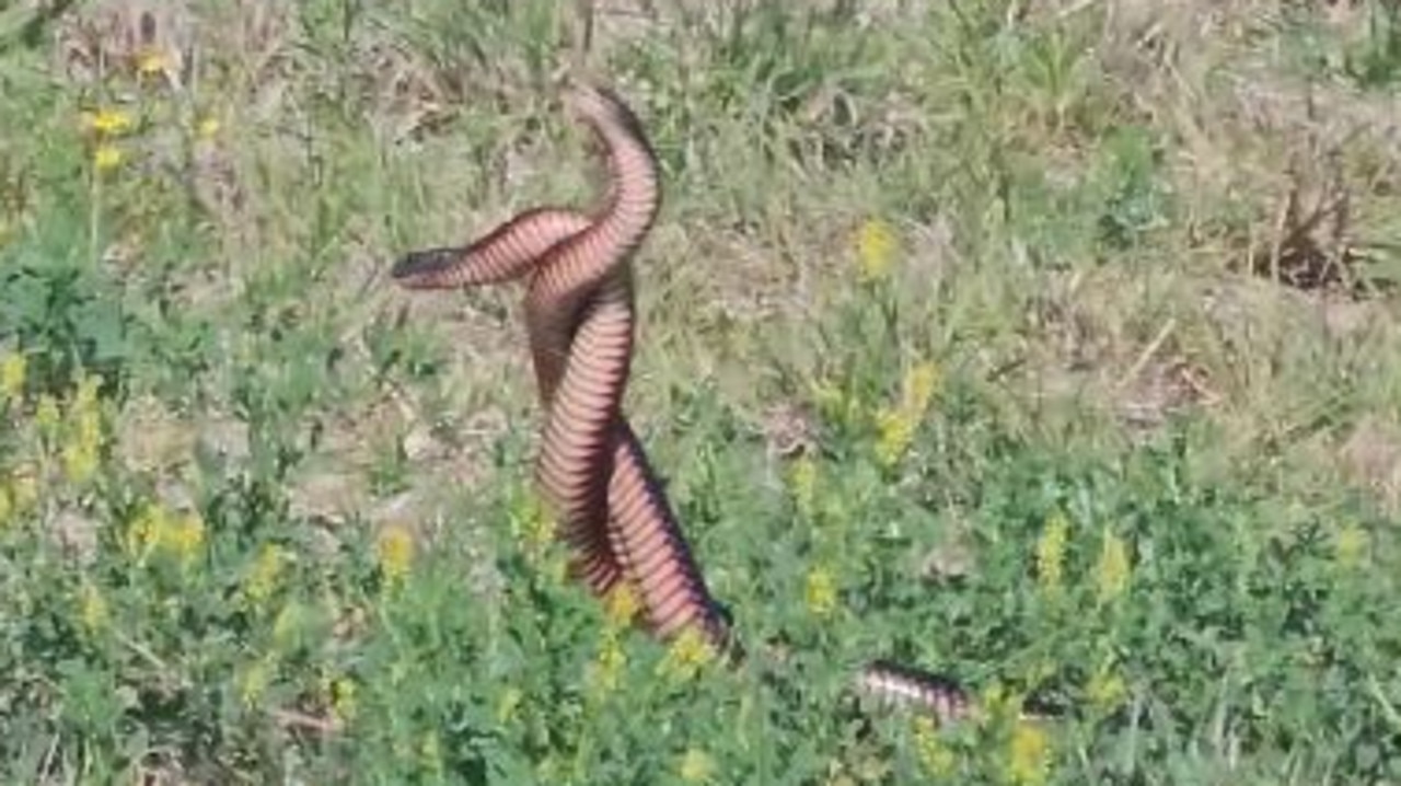 Two male red-bellied black snakes fighting it out during mating season at Old Bar recently.