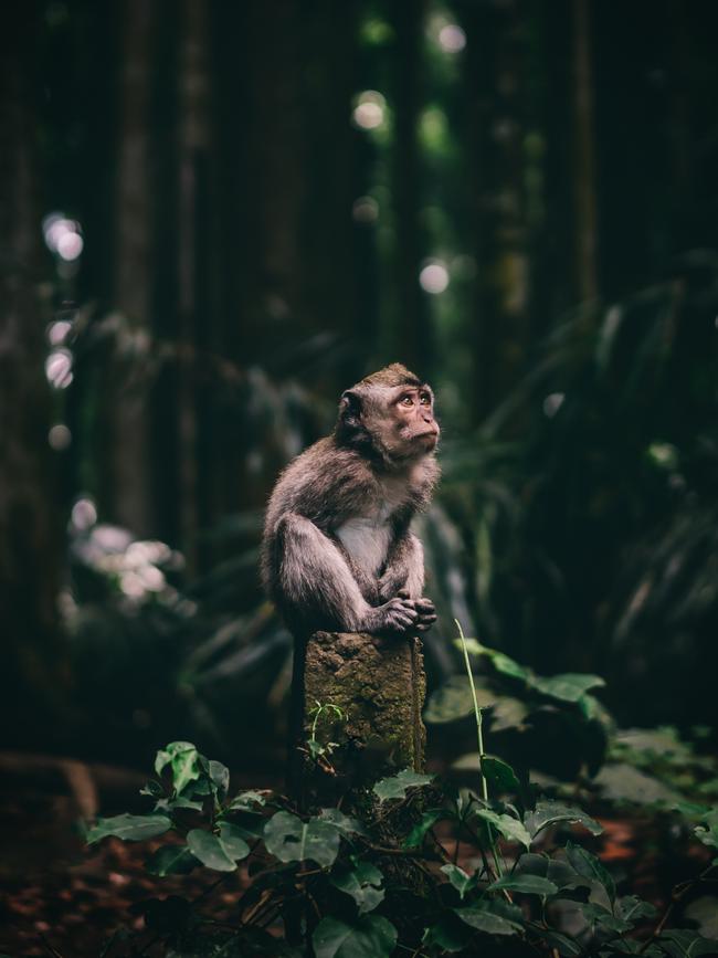 Jan Simon’s entry into the 2020 Sony World Photography Awards, which took home a place of Winner in the National Awards. Picture: Jan Simon, Czech Republic/2020 Sony World Photography Awards