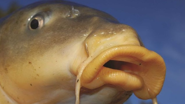 European carp.