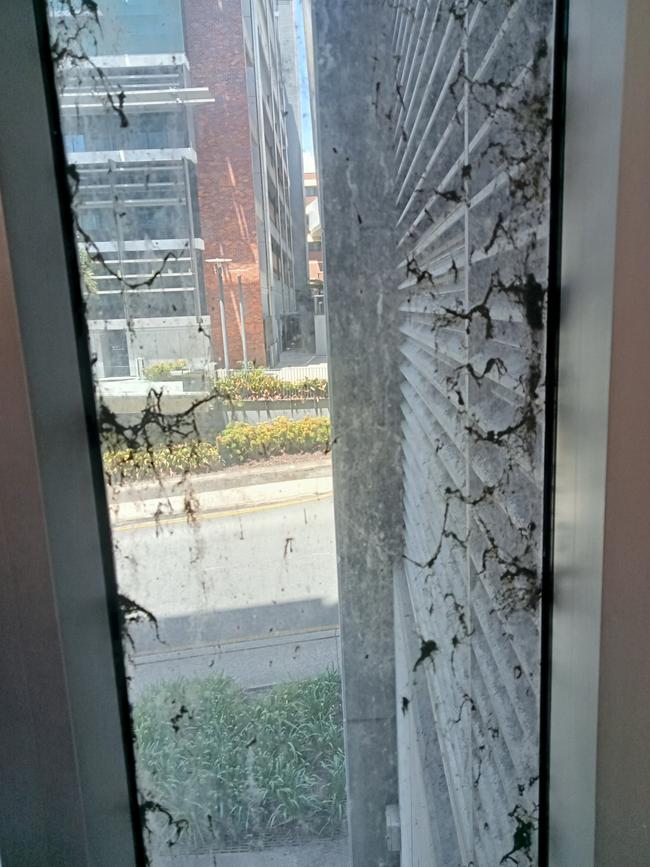 Mould on a window at RBWH