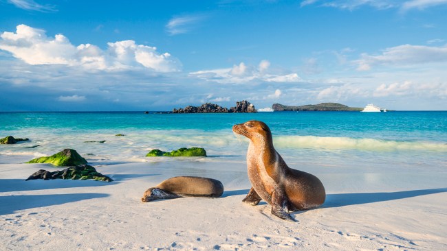 I cruised the Galapagos, I’ve never seen wildlife like this