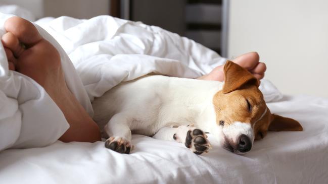 Scientists say it’s time to punt the pooch off the bed. Picture: iStock