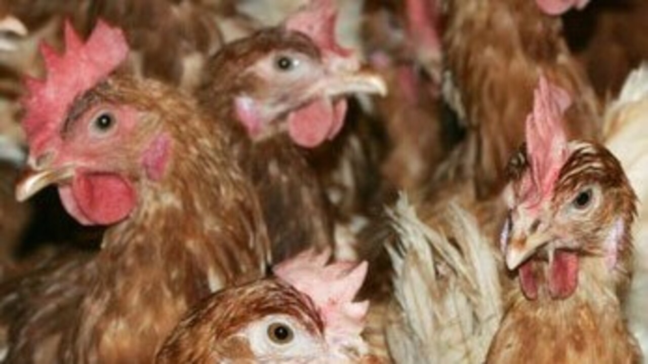 Bird Flu: First Cases Of H5N8 Strain Detected In Humans In Russia ...