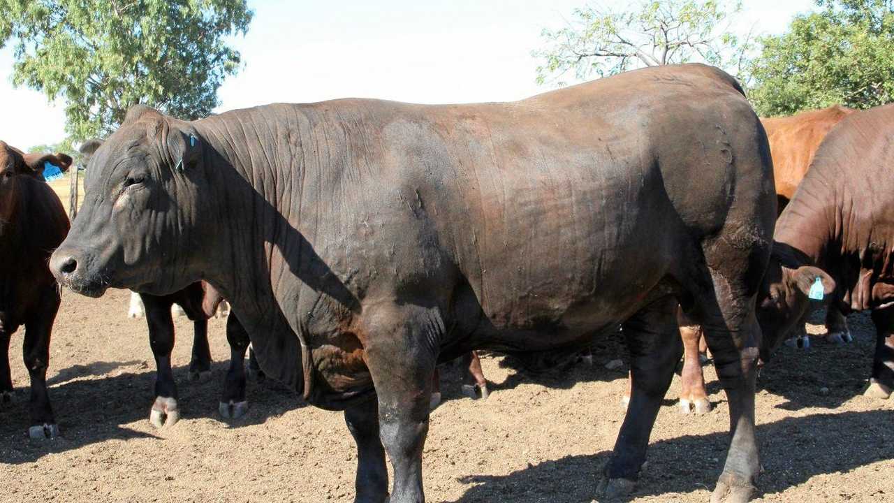 THE introduction of a new scoring system will allow Callide Dawson Beef Carcase competition to stay relevant into the future.