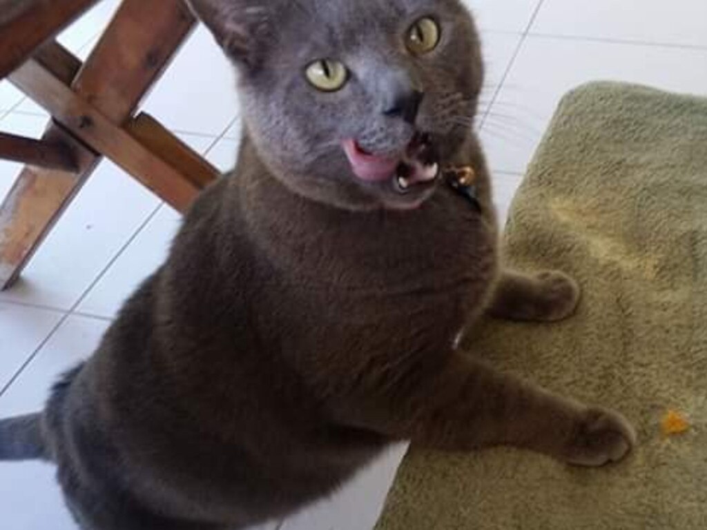 This is the face of a mischievous cat who was enjoying a beer and nachos with my husband. Picture: Samanthaa Jaye Nugget