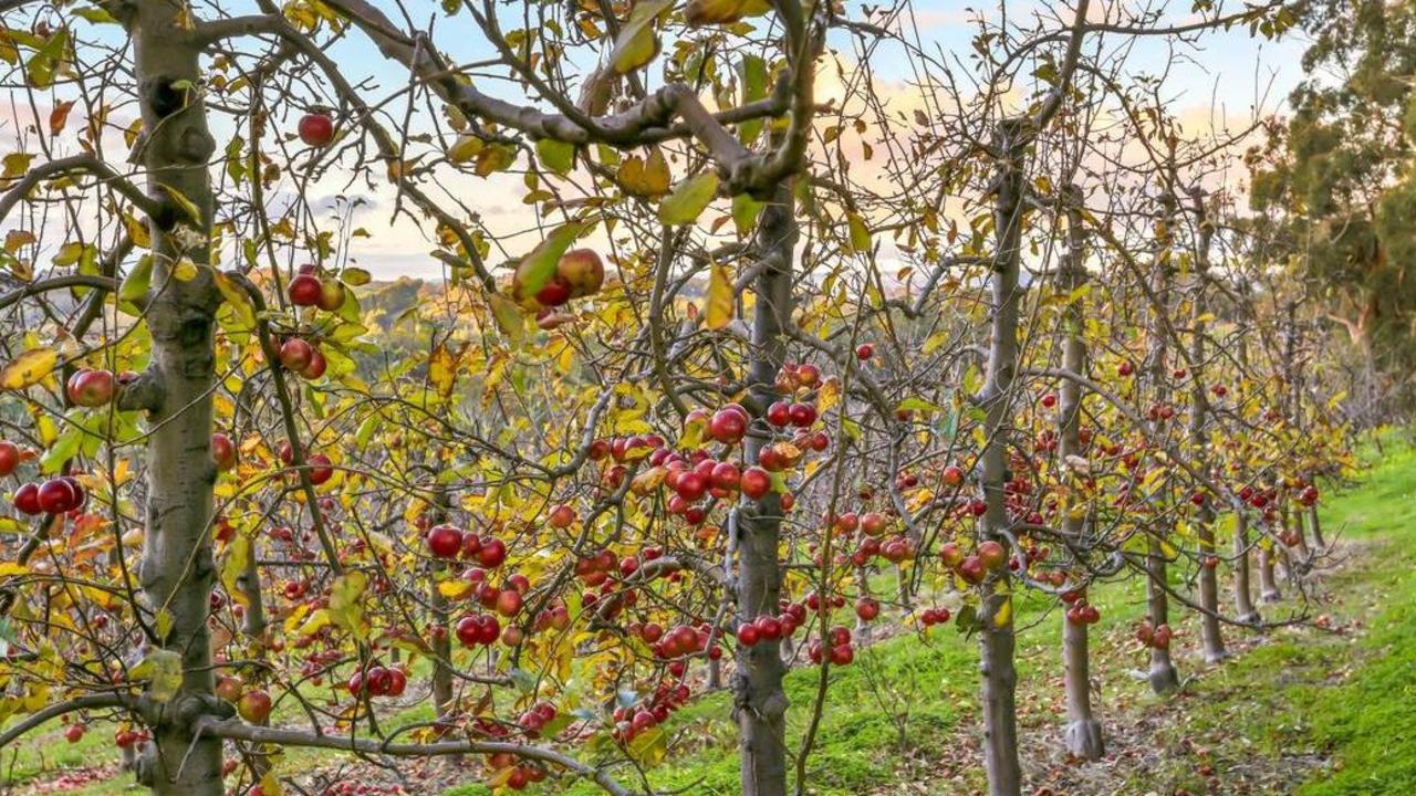 Lenswood apple orchard a sweet deal for lifestyle buyers | The Weekly Times