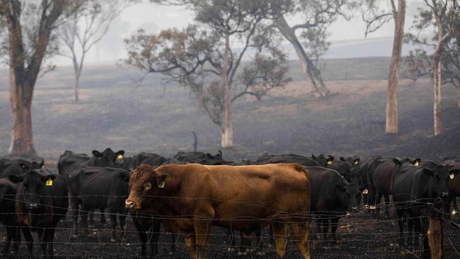 Beef cattle in Cobargo, NSW on 6 January 2020, after a devastating bushfire passed through the area on 31 January 2019. Picture: Sean Davey.