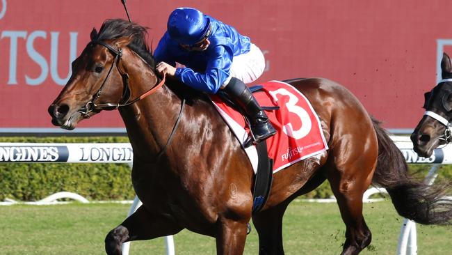 Punters expect Anamoe to make a winning start to his final campaign in Saturday's Apollo Stakes at Randwick. Picture: Grant Guy