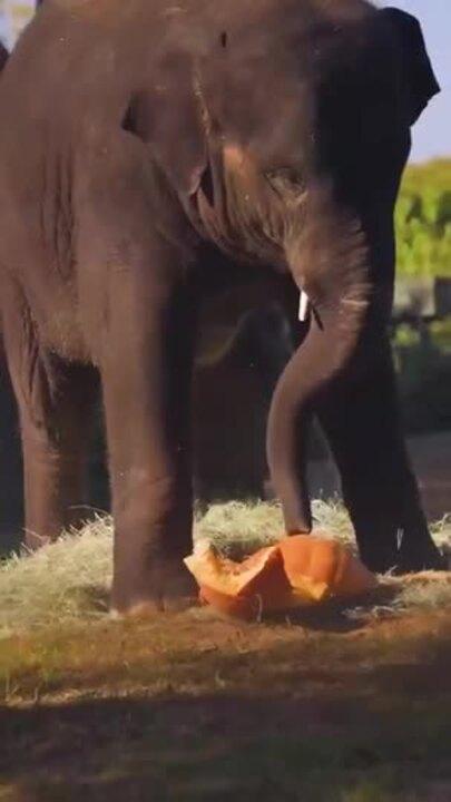 Elephant Celebrates 3rd Birthday With Pumpkin Feast at Fort Worth Zoo