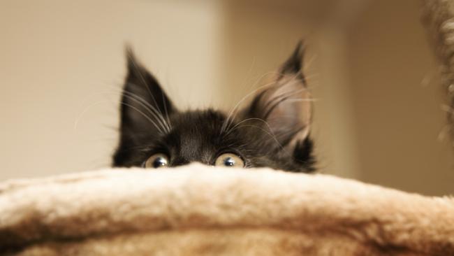 Generic image of a scared cat. Photo from iStock.