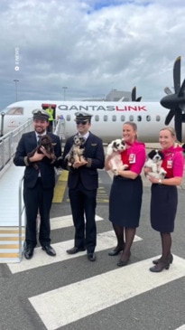 Therapy dogs at Brisbane airport