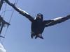 Cyclist attacked by magpie, almost loses eye