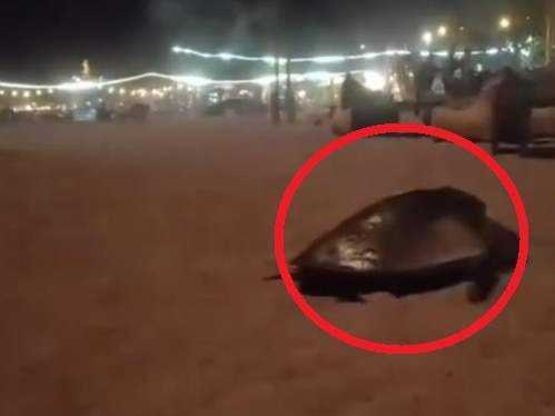 A video of a turtle on a Bali beach is making the rounds on social media for a “heartbreaking” and “sad” reason.