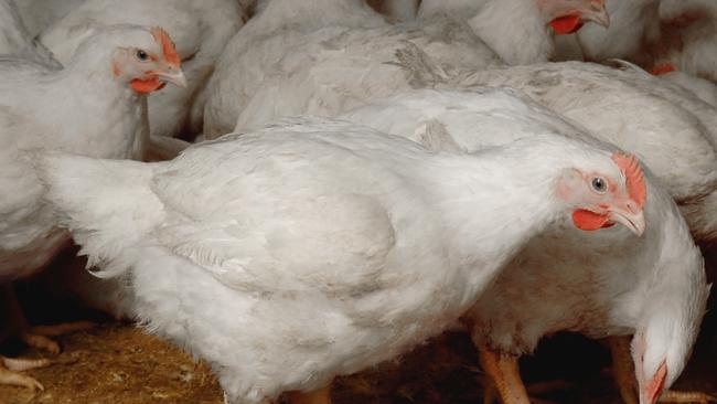 Inghams Enterprises poultry meat chickens. Supplied:  Australian Chicken Meat Federation