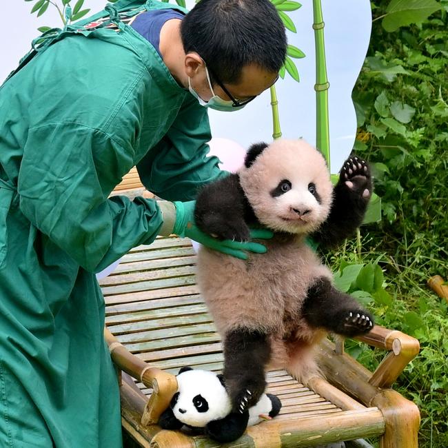 A 100-day-year-old giant panda cub waves hello as he is shown to the world at Chongqing Zoo in China. Picture: VCG/Getty Images