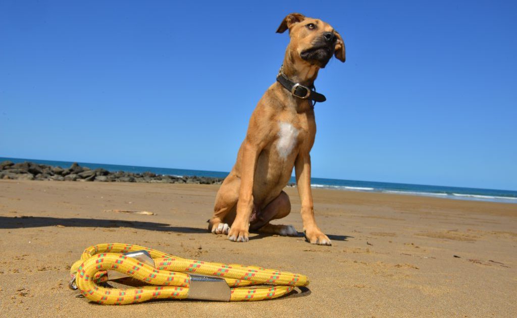 Residents push for Bargara offleash dog beach  The Courier Mail