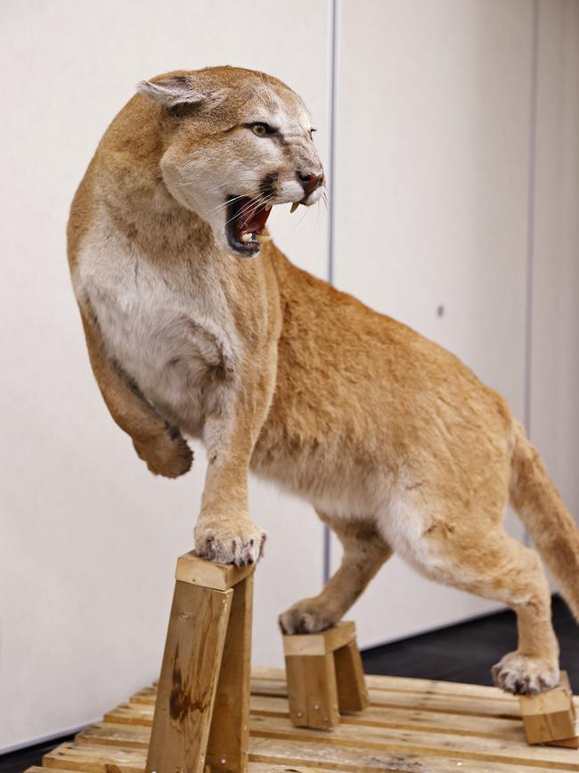 A seized taxidermy mountain lion. Picture: Sam Ruttyn