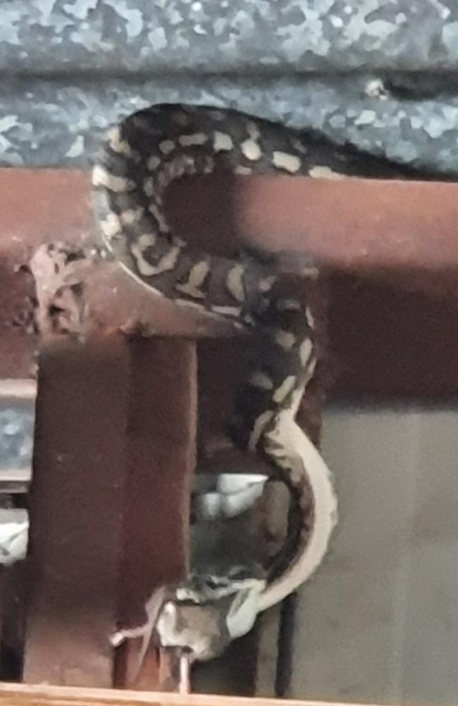 The resident snake in Susie Capewell's shed has been busy. Picture: Susie Capewell