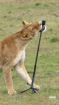 Lioness nabs a GoPro for a wild selfie video