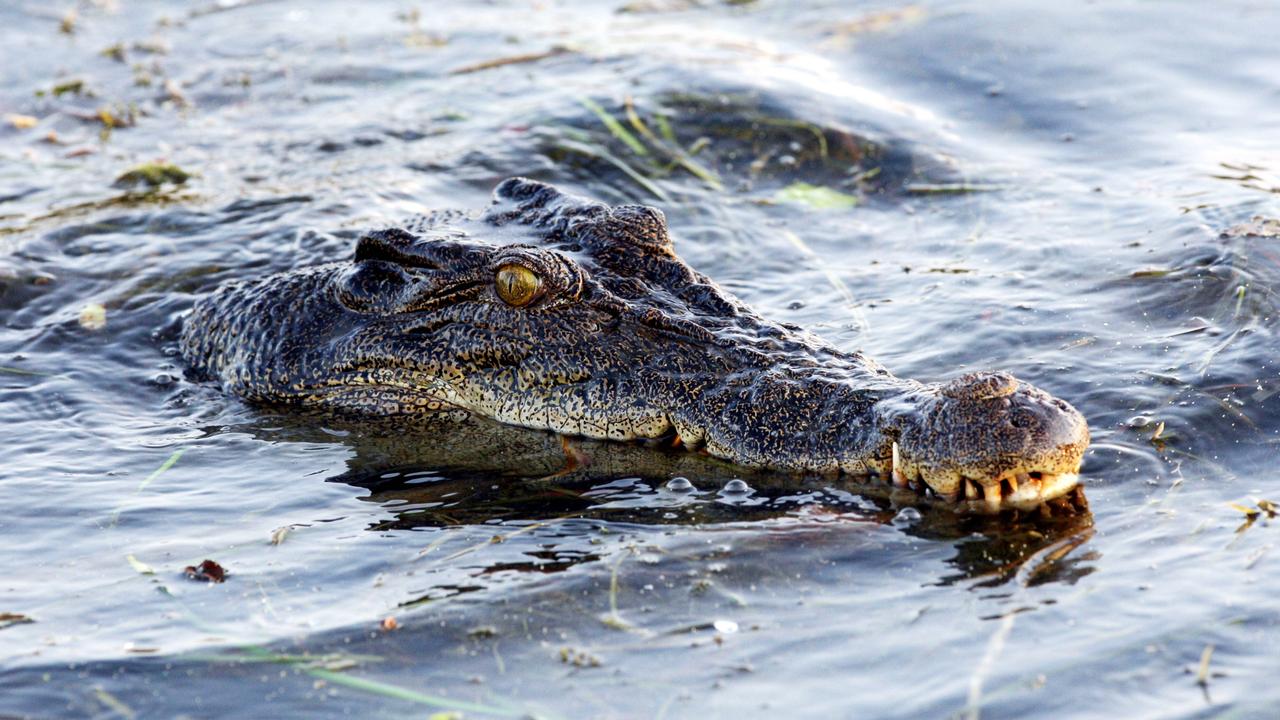 Review announced into Australia's secretive, luxury fashion-linked crocodile  farming industry - ABC News