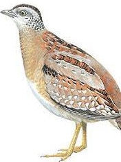 The buff-breasted buttonquail.