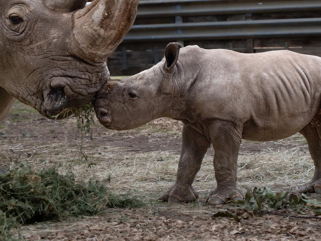 Jabulani and his mum are bonding well ahead of the calf eventually being ready to greet his eager fans in the coming months. Picture: Zoos Victoria