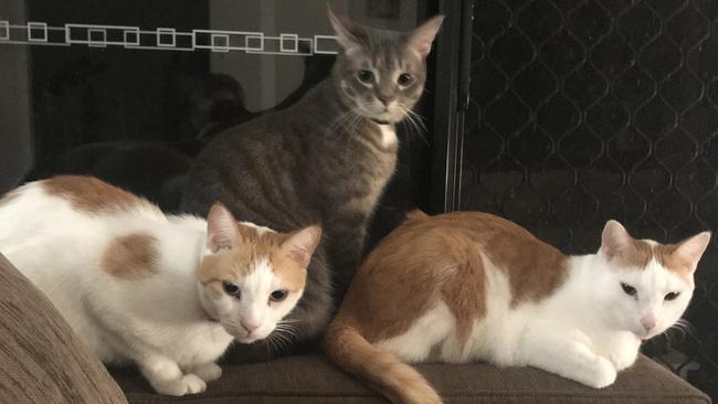 Boris, Entei and Stan, my three boys: ‘Excuse me humannnnn. it’s way past dinner time’. Picture: Annemarie Davis