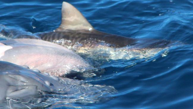 Seafood buffet: baby humpback whale eaten by tiger shark off the Gold ...