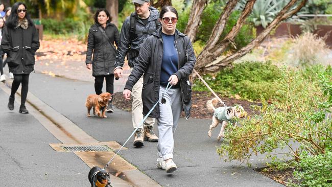 Million Paws Walk at Adelaide Botanic Gardens. Picture: Brenton Edwards