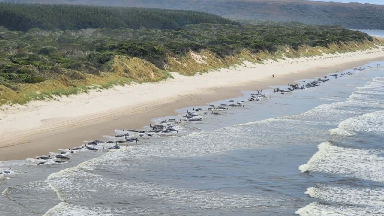 A mass whale stranding has occurred on the west coast of Tasmania, where approximately 230 mammals are lining the shore. Picture: Department of Natural Resources and Environment Tasmania